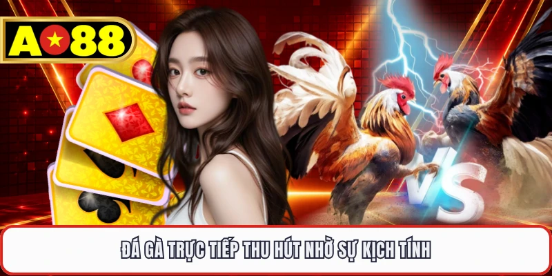 Đá gà trực tiếp thu hút nhờ sự kịch tính